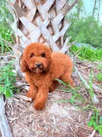 F1B Kaya, a female Miniature Goldendoodle for sale in Spring Hill, FL – 3 of 4
