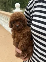AKC Molly, a female Poodle - Toy  for sale in Spring Hill, FL – 4 of 5
