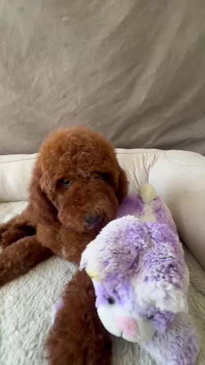 F1B Mia, a female Miniature Goldendoodle for sale in Spring Hill, FL – 5 of 5