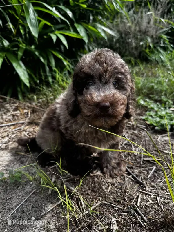 F1B Link – Miniature Labradoodle puppy for sale in Spring Hill, FL