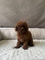AKC Molly, a female Poodle - Toy  for sale in Spring Hill, FL – 3 of 4