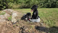 Rhysand, a male Aussiedoodle and Flat Coated Retriever for sale in Knoxville, TN – 2 of 9