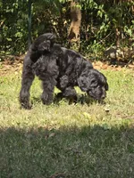 Xaden, a male Aussiedoodle and Flat Coated Retriever for sale in Knoxville, TN – 7 of 10
