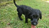 Rhysand, a male Aussiedoodle and Flat Coated Retriever for sale in Knoxville, TN – 5 of 9
