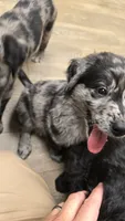 Cap, a male Aussiedoodle and Flat Coated Retriever for sale in Knoxville, TN – 3 of 4