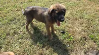 McDreamy, a male Aussiedoodle and Flat Coated Retriever for sale in Knoxville, TN – 4 of 9