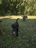 Rhysand, a male Aussiedoodle and Flat Coated Retriever for sale in Knoxville, TN – 6 of 9