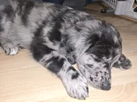Cap, a male Aussiedoodle and Flat Coated Retriever for sale in Knoxville, TN – 4 of 4