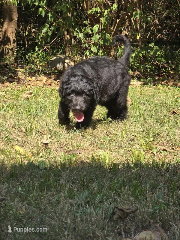 Xaden – Aussiedoodle, Flat Coated Retriever puppy for sale in Knoxville, TN