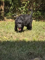 Xaden, a male Aussiedoodle and Flat Coated Retriever for sale in Knoxville, TN – 1 of 10