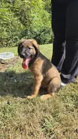 McDreamy, a male Aussiedoodle and Flat Coated Retriever for sale in Knoxville, TN – 2 of 9
