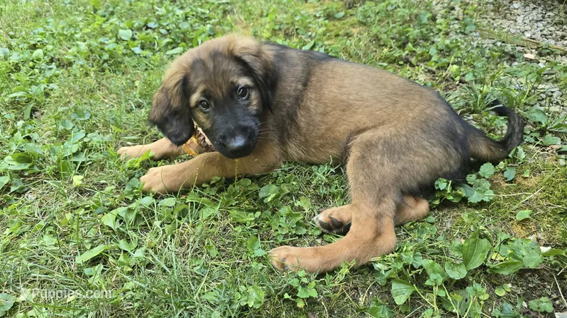 McDreamy – Aussiedoodle, Flat Coated Retriever puppy for sale in Knoxville, TN