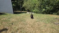 Xaden, a male Aussiedoodle and Flat Coated Retriever for sale in Knoxville, TN – 5 of 10