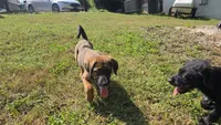 Ridoc, a male Aussiedoodle and Flat Coated Retriever for sale in Knoxville, TN – 4 of 10