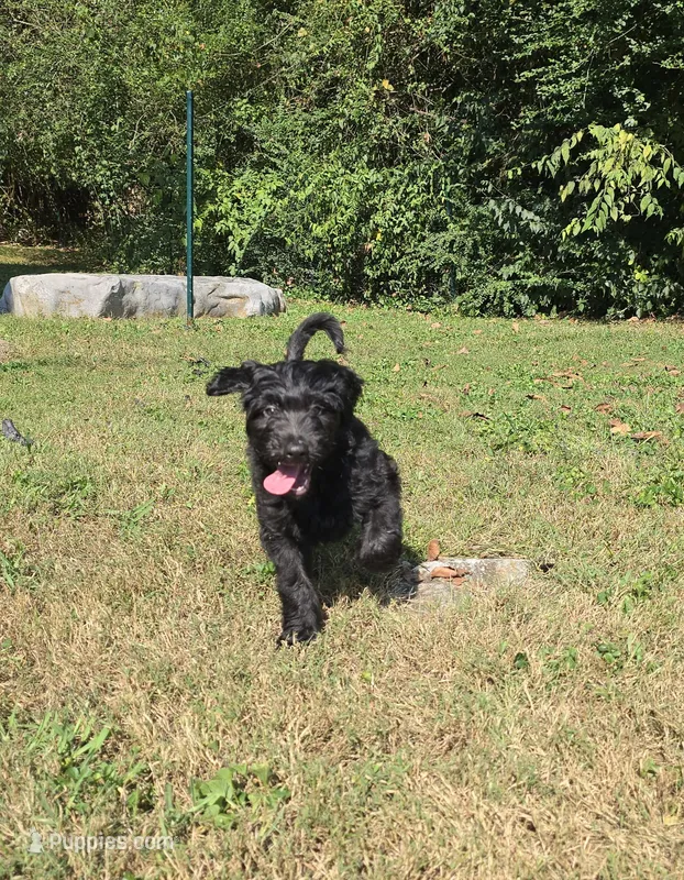 Xaden – Aussiedoodle, Flat Coated Retriever puppy for sale in Knoxville, TN