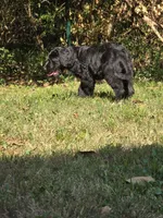 Xaden, a male Aussiedoodle and Flat Coated Retriever for sale in Knoxville, TN – 8 of 10
