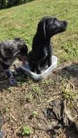 Rhysand, a male Aussiedoodle and Flat Coated Retriever for sale in Knoxville, TN – 3 of 9