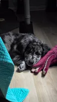 Liam, a male Aussiedoodle and Flat Coated Retriever for sale in Knoxville, TN – 6 of 10