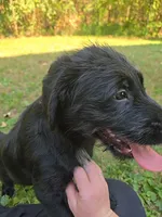 Rhysand, a male Aussiedoodle and Flat Coated Retriever for sale in Knoxville, TN – 4 of 9
