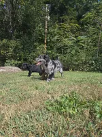 Liam, a male Aussiedoodle and Flat Coated Retriever for sale in Knoxville, TN – 4 of 10