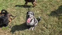 Liam, a male Aussiedoodle and Flat Coated Retriever for sale in Knoxville, TN – 1 of 10