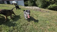Liam, a male Aussiedoodle and Flat Coated Retriever for sale in Knoxville, TN – 5 of 10