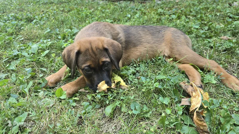 Ridoc – Aussiedoodle, Flat Coated Retriever puppy for sale in Knoxville, TN