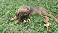 Ridoc, a male Aussiedoodle and Flat Coated Retriever for sale in Knoxville, TN – 1 of 10