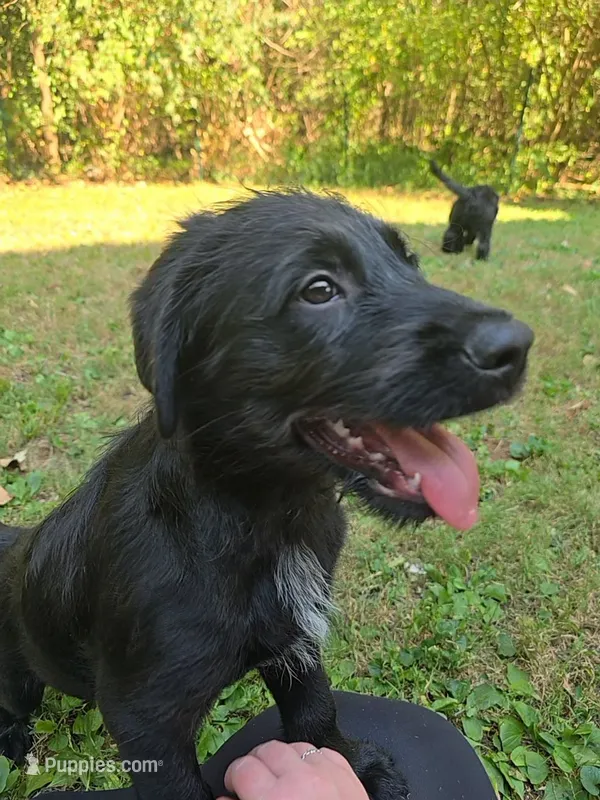 Rhysand – Aussiedoodle, Flat Coated Retriever puppy for sale in Knoxville, TN