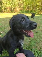 Rhysand, a male Aussiedoodle and Flat Coated Retriever for sale in Knoxville, TN – 1 of 9