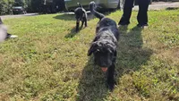 Xaden, a male Aussiedoodle and Flat Coated Retriever for sale in Knoxville, TN – 4 of 10
