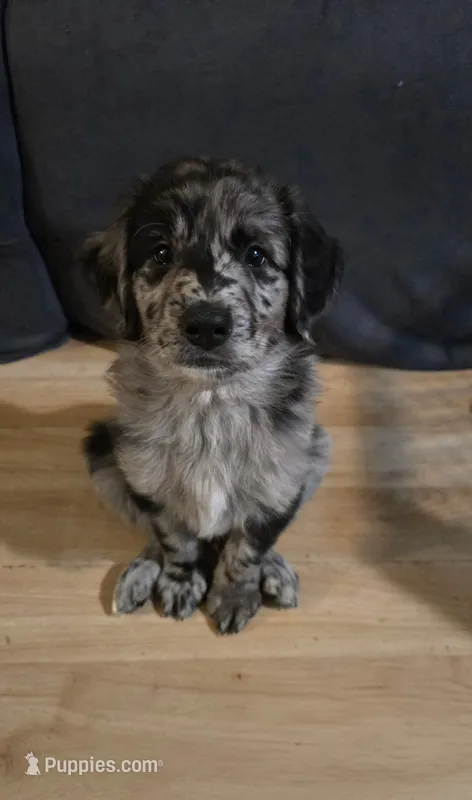 Cap – Aussiedoodle, Flat Coated Retriever puppy for sale in Knoxville, TN