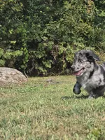 Liam, a male Aussiedoodle and Flat Coated Retriever for sale in Knoxville, TN – 3 of 10