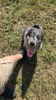 Liam, a male Aussiedoodle and Flat Coated Retriever for sale in Knoxville, TN – 2 of 10