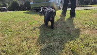 Xaden, a male Aussiedoodle and Flat Coated Retriever for sale in Knoxville, TN – 3 of 10