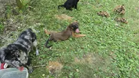 Ridoc, a male Aussiedoodle and Flat Coated Retriever for sale in Knoxville, TN – 3 of 10