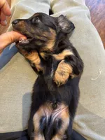 Bear, a male Miniature Dachshund for sale in Tampa, FL – 9 of 9