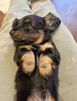 Bear, a male Miniature Dachshund for sale in Tampa, FL – 5 of 9