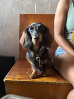 Bear, a male Miniature Dachshund for sale in Tampa, FL – 6 of 9