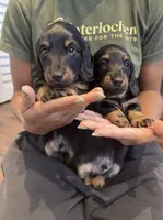 Bear, a male Miniature Dachshund for sale in Tampa, FL – 1 of 9