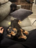 Bear, a male Miniature Dachshund for sale in Tampa, FL – 4 of 9