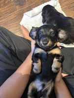 Bear, a male Miniature Dachshund for sale in Tampa, FL – 7 of 9