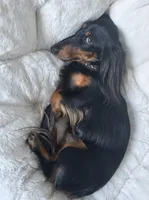 Bear, a male Miniature Dachshund for sale in Tampa, FL – 3 of 9