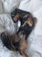 Bear, a male Miniature Dachshund for sale in Tampa, FL – 8 of 9