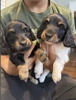 Bear, a male Miniature Dachshund for sale in Tampa, FL – 2 of 9