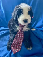 10 available (7 males 3 females) , a female Bernedoodle and Sheepadoodle for sale in De Graff, OH – 9 of 9
