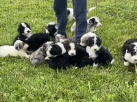 Old English Beenedoodle Puppy, a female Bernedoodle for sale in De Graff, OH – 3 of 5