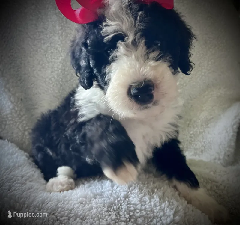 Old English Beenedoodle Puppy, a female Bernedoodle for sale in De Graff, OH – 1 of 5
