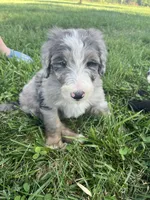 Old English Bernedoodle (10 puppies available) , a male Bernedoodle for sale in De Graff, OH – 2 of 4