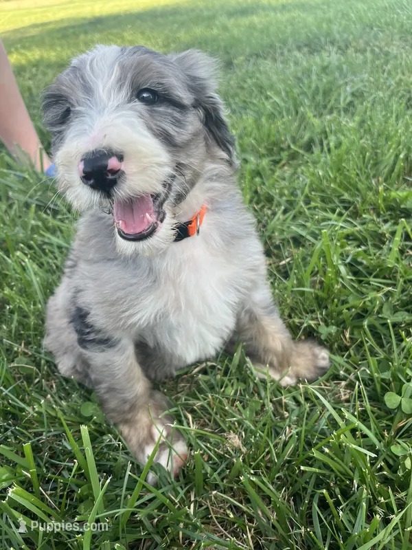 Old English Bernedoodle (10 puppies available)  – Bernedoodle puppy for sale in De Graff, OH
